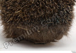  Hedgehog - Erinaceus europaeus # 3 